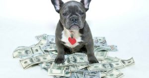 Combien coûte un chien ?